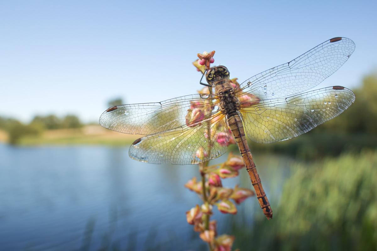 Common Darter wideangle4